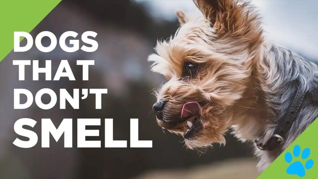 Dogs That Don't Smell