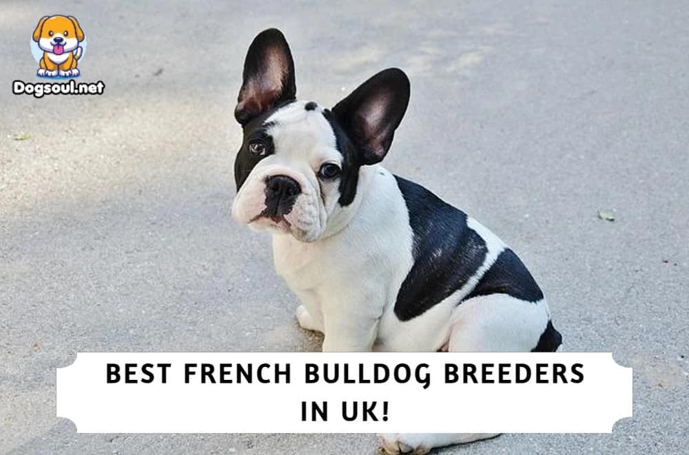 French Bulldog Breeders in UK