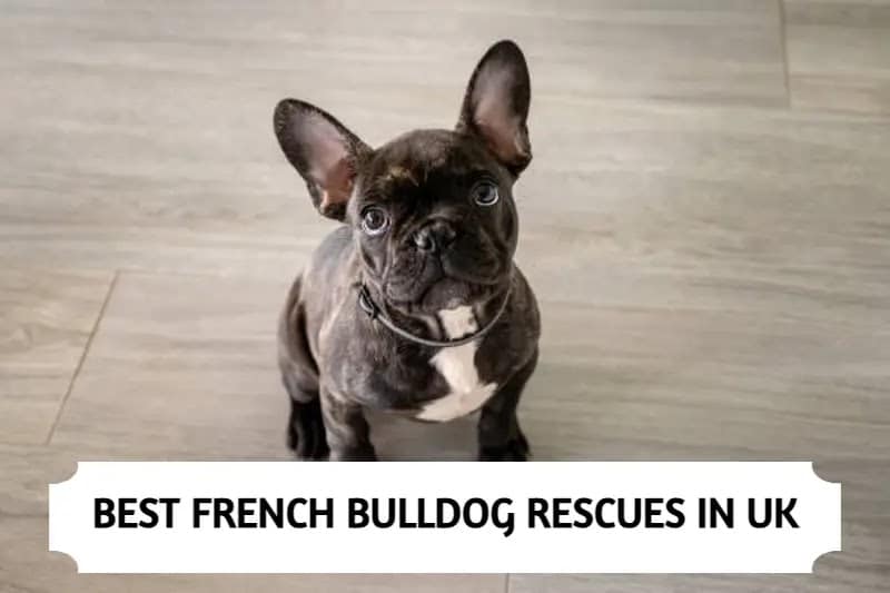French Bulldog Rescues In UK