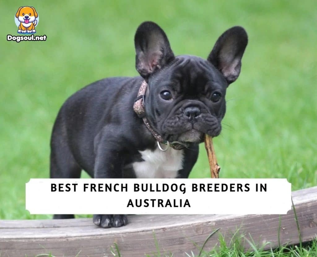 French Bulldog breeders in Australia