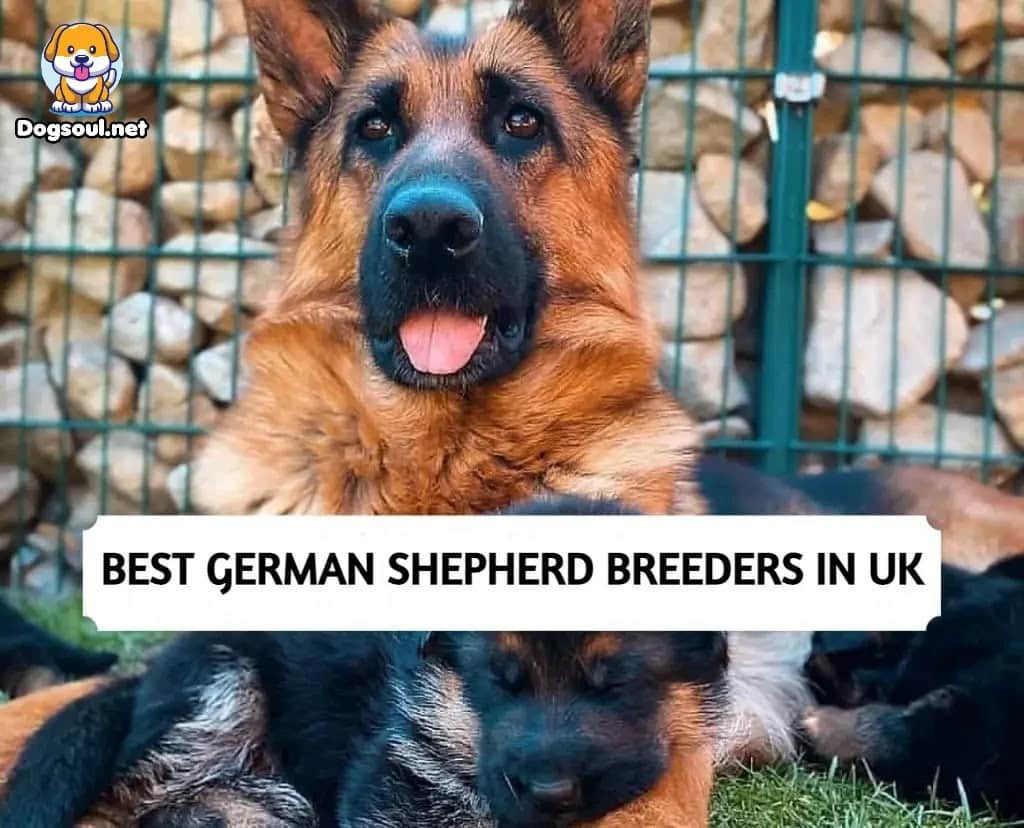 German Shepherd Breeders In UK