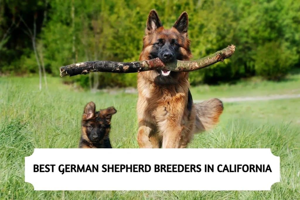 German Shepherd Breeders in California