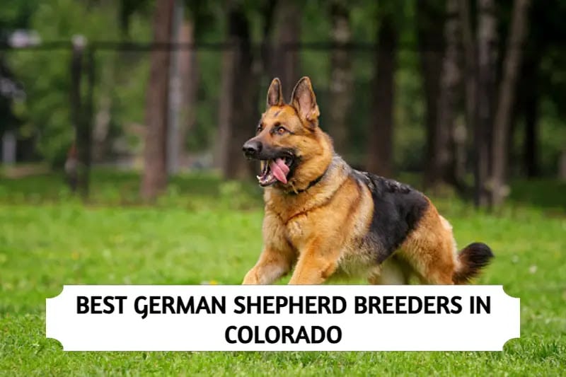 German Shepherd Breeders in Colorado