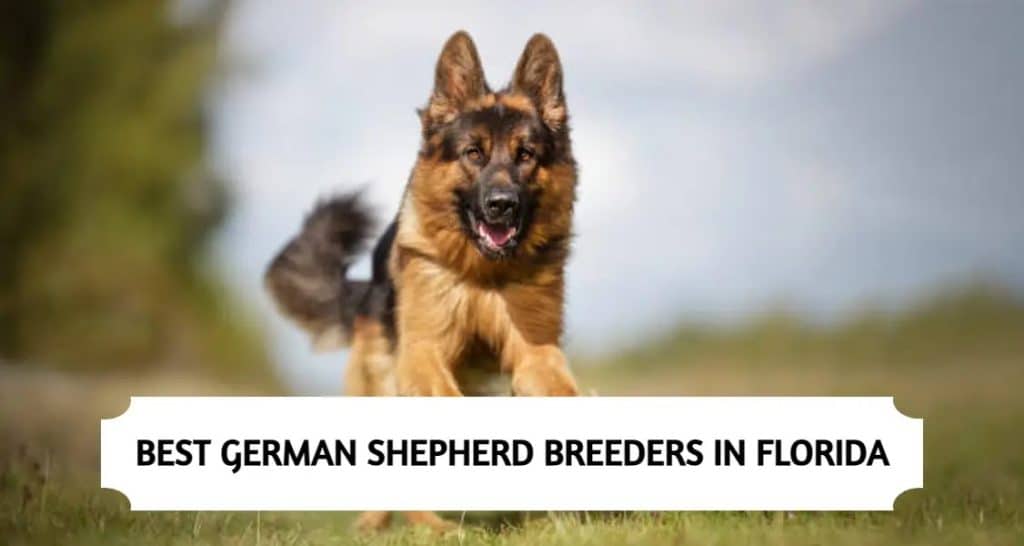 German Shepherd Breeders in Florida