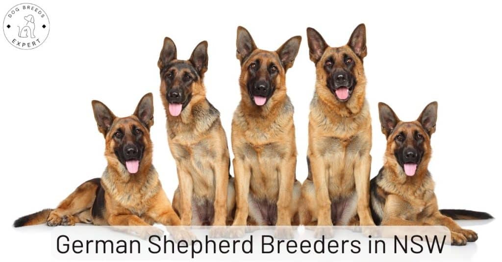 German Shepherd Breeders in NSW