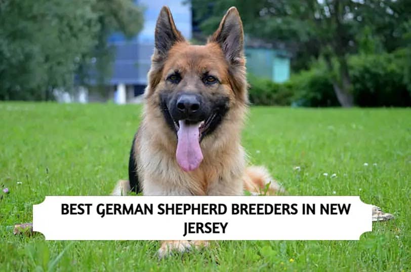 German Shepherd Breeders in New Jersey