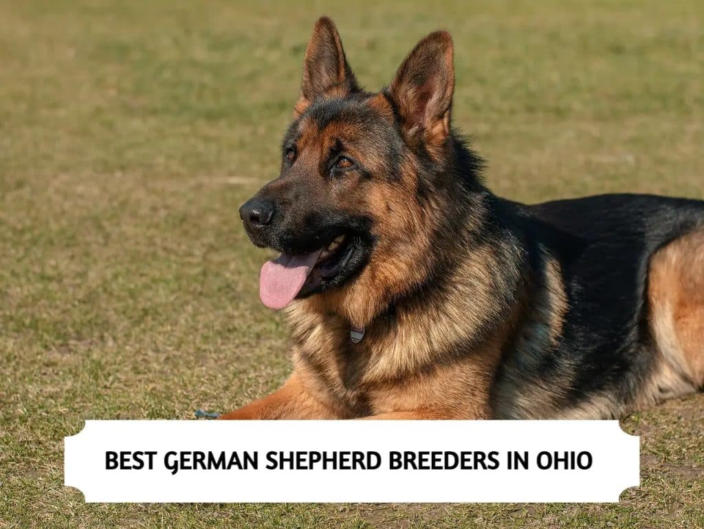 German Shepherd Breeders in Ohio