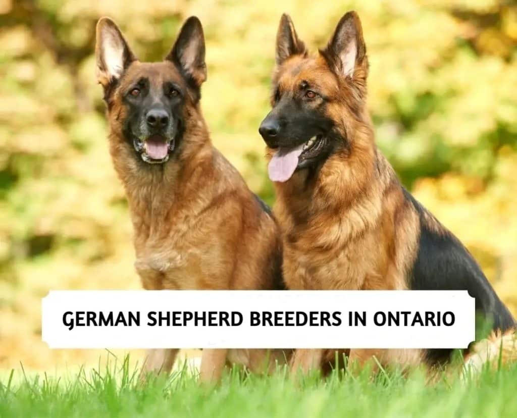 German Shepherd Breeders in Ontario