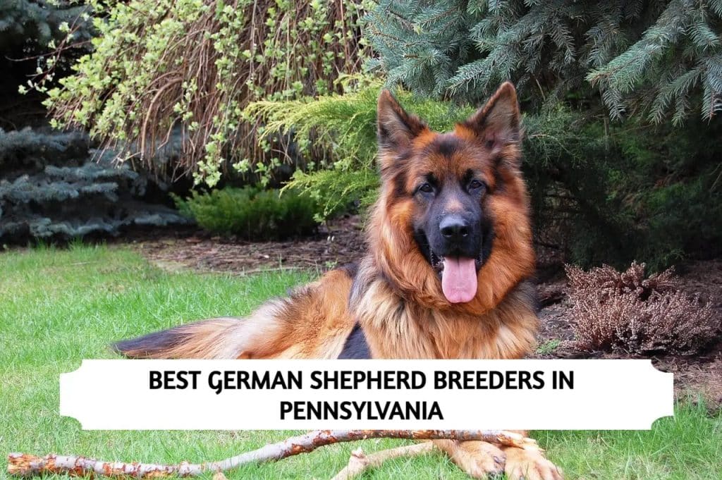 German Shepherd Breeders in Pennsylvania