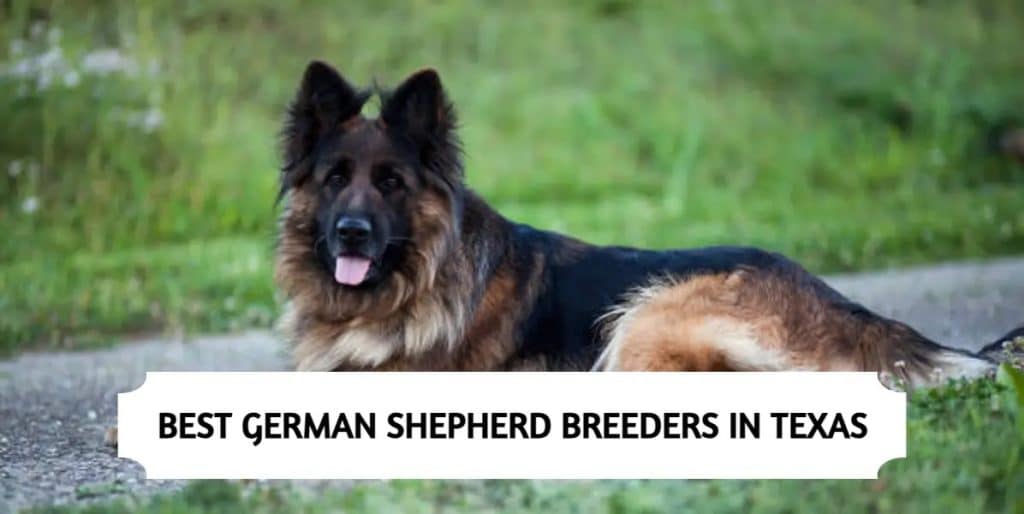 German Shepherd Breeders in Texas