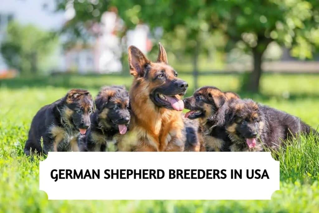 German Shepherd Breeders in USA