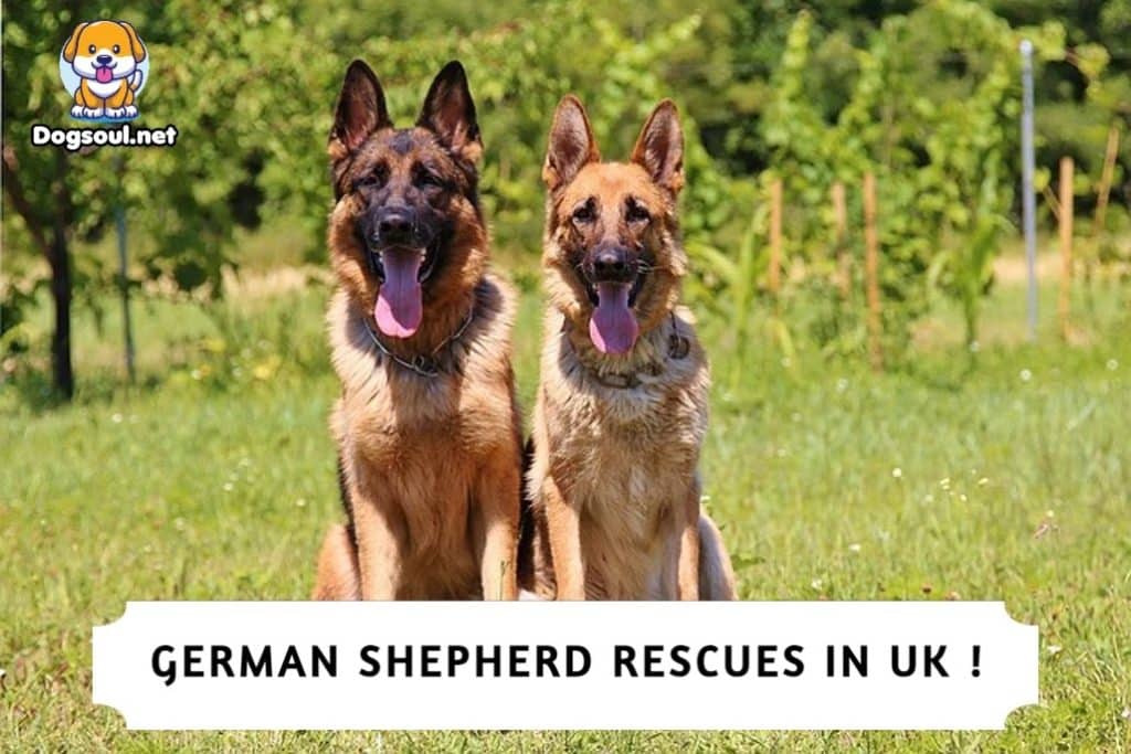 German Shepherd Rescues in UK