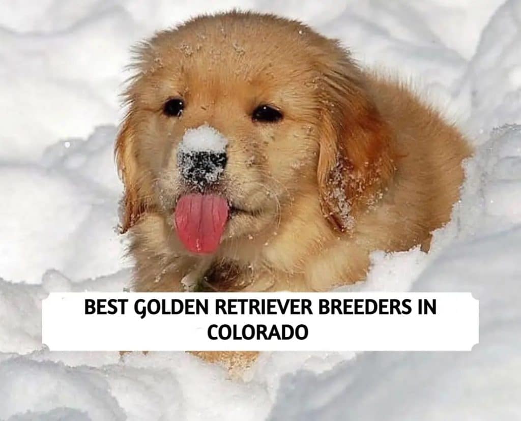 Golden Retriever Breeders in Colorado