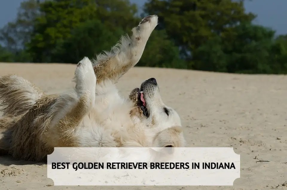 Golden Retriever Breeders in Indiana