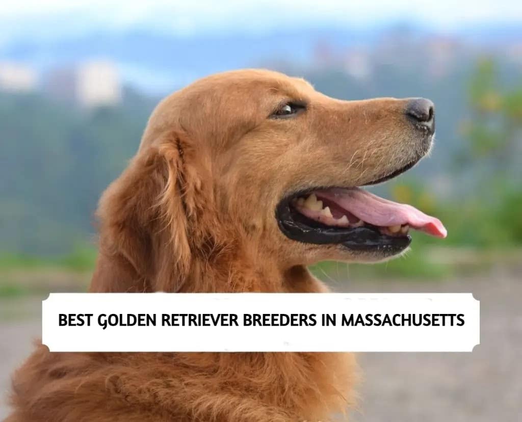 Golden Retriever Breeders in Massachusetts