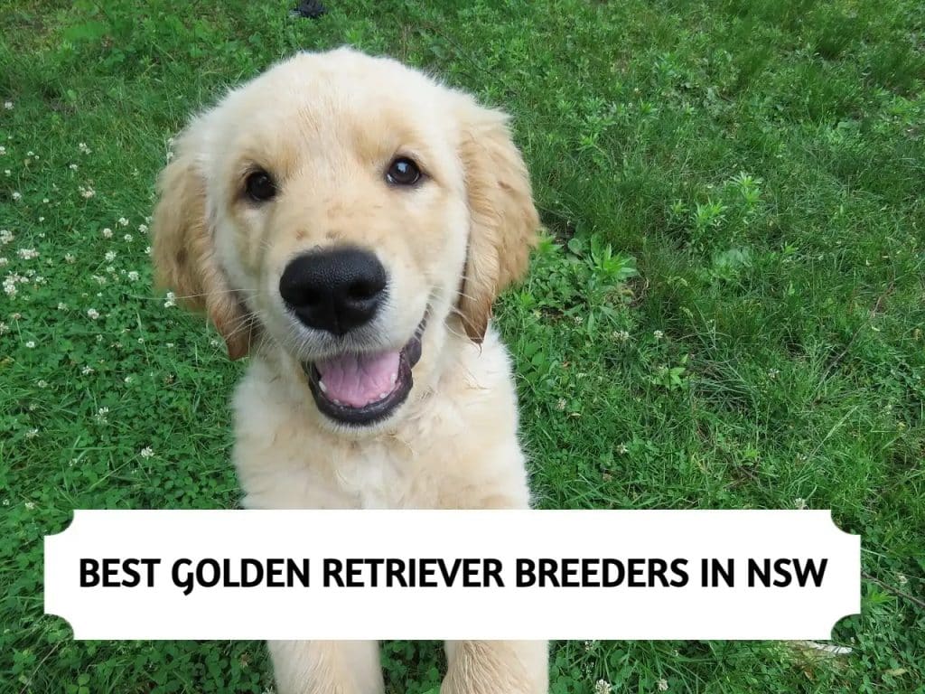 Golden Retriever Breeders in NSW