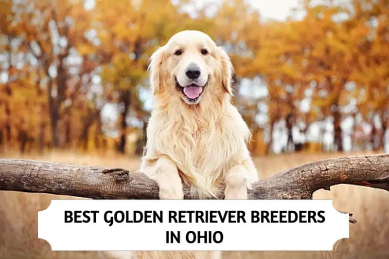 Golden Retriever Breeders in Ohio