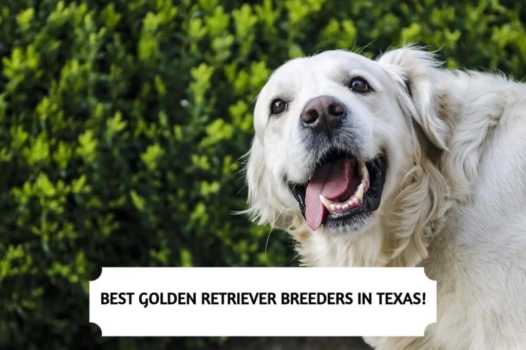 Golden Retriever Breeders in Texas