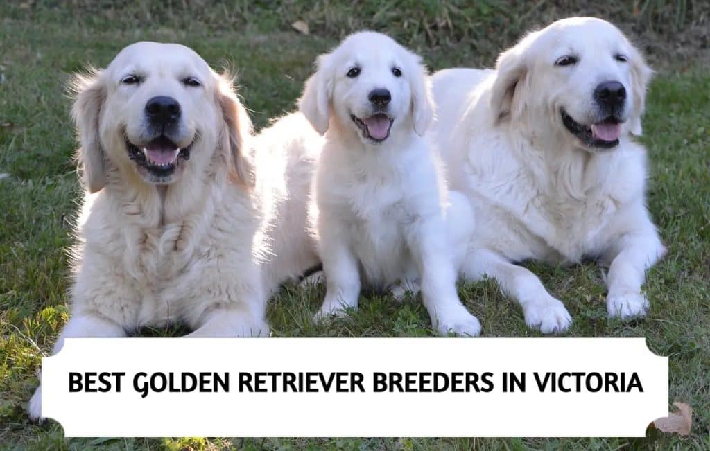 Golden Retriever Breeders in Victoria