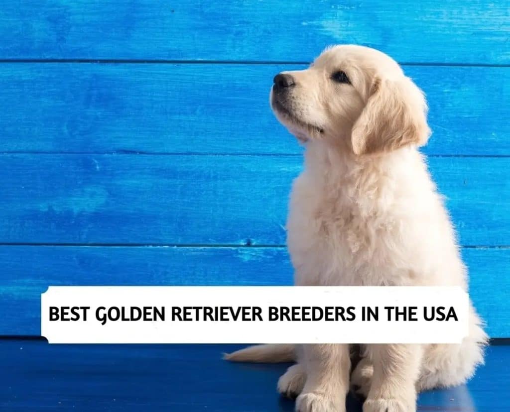 Golden Retriever Breeders in the USA