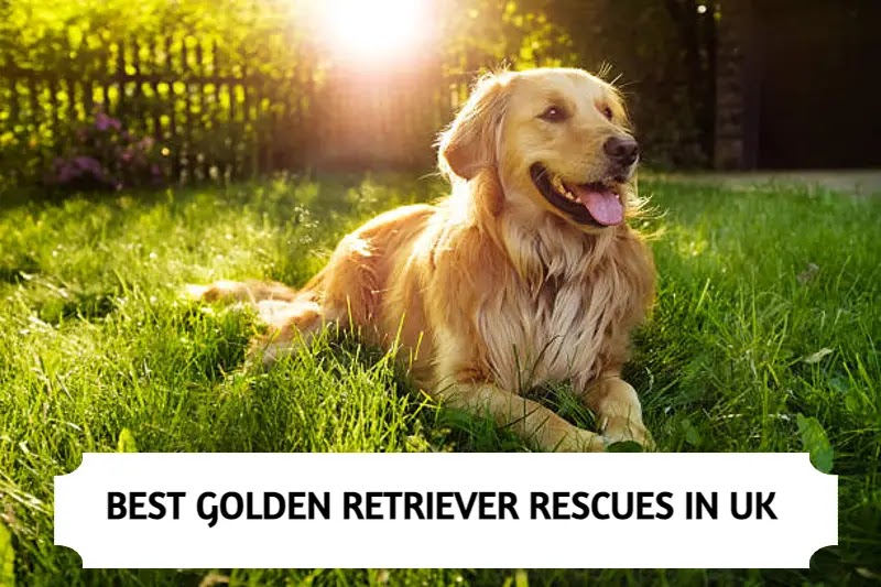 Golden Retriever Rescues In UK