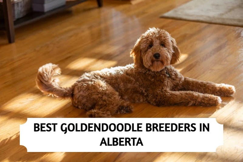 Goldendoodle Breeders Alberta