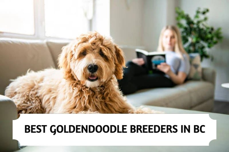 Goldendoodle Breeders British Columbia