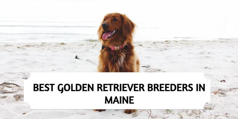Golden Retriever Breeders in Maine