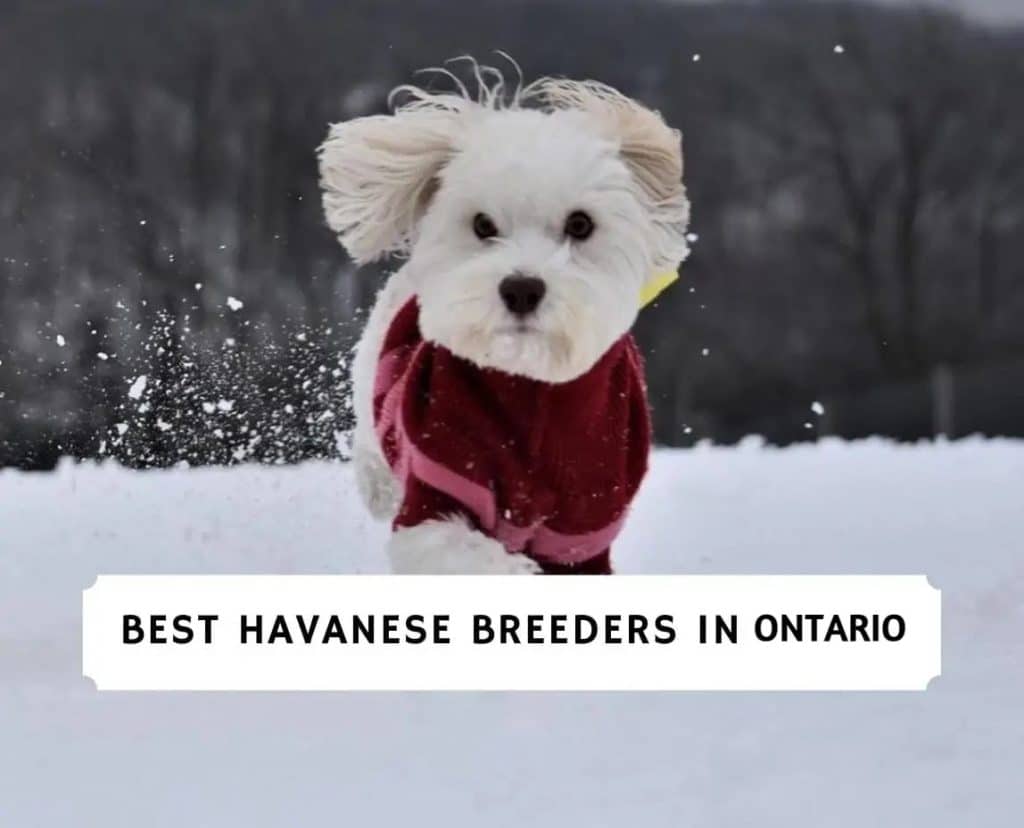 Havanese Breeders in Ontario