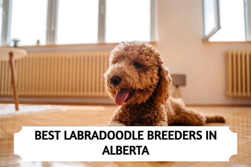 Labradoodle Breeders Alberta
