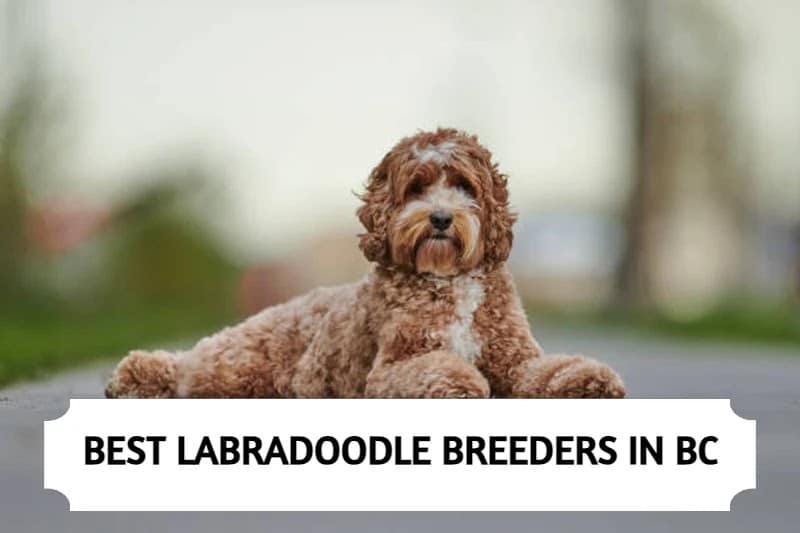 Labradoodle Breeders British Columbia