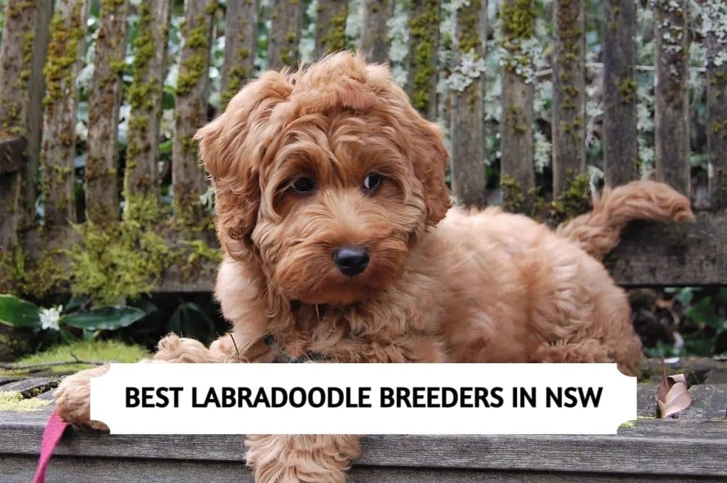 Labradoodle Breeders in NSW
