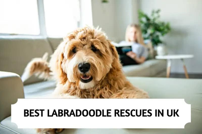 Labradoodle Rescues in UK