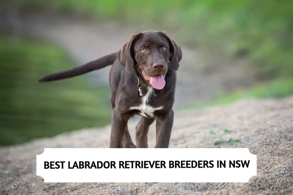 Labrador Retriever Breeders in NSW