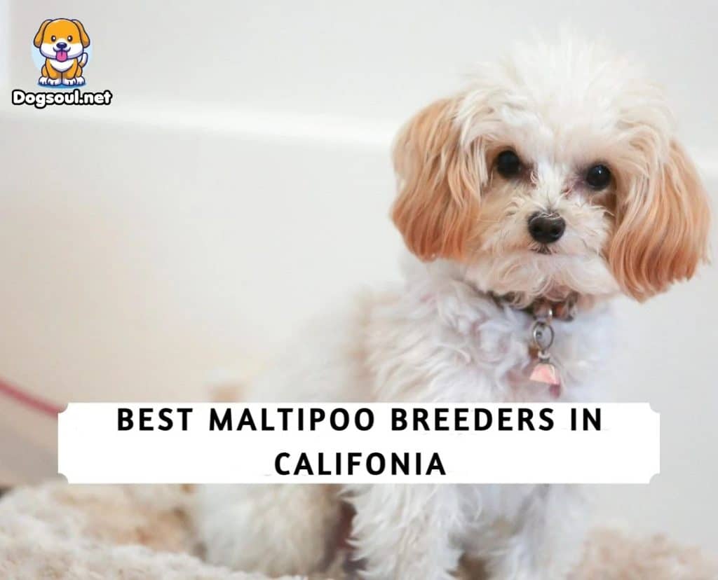 Maltipoo Breeders California