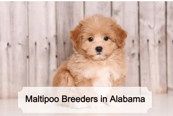 Maltipoo Breeders In Alabama