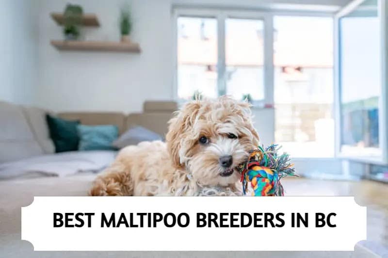 Maltipoo Breeders in British Columbia