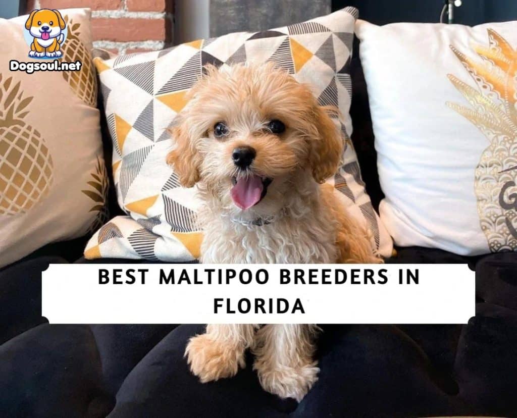Maltipoo Breeders in Florida