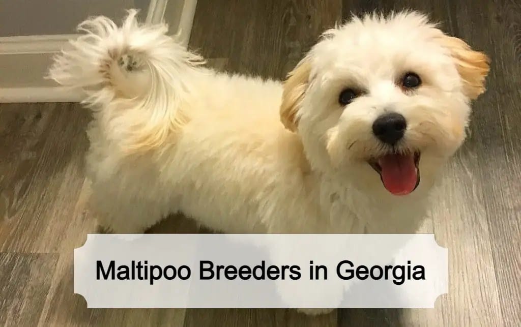 Maltipoo Breeders in Georgia