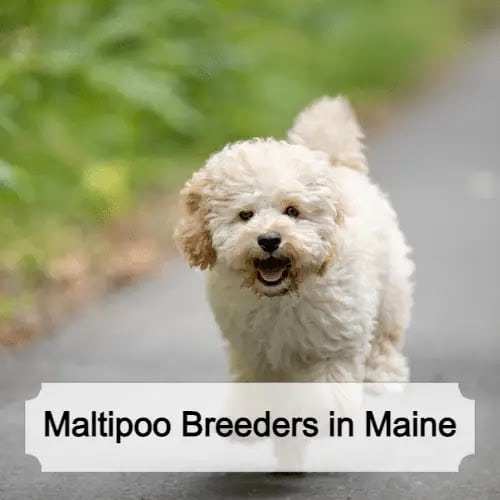Maltipoo Breeders in Maine