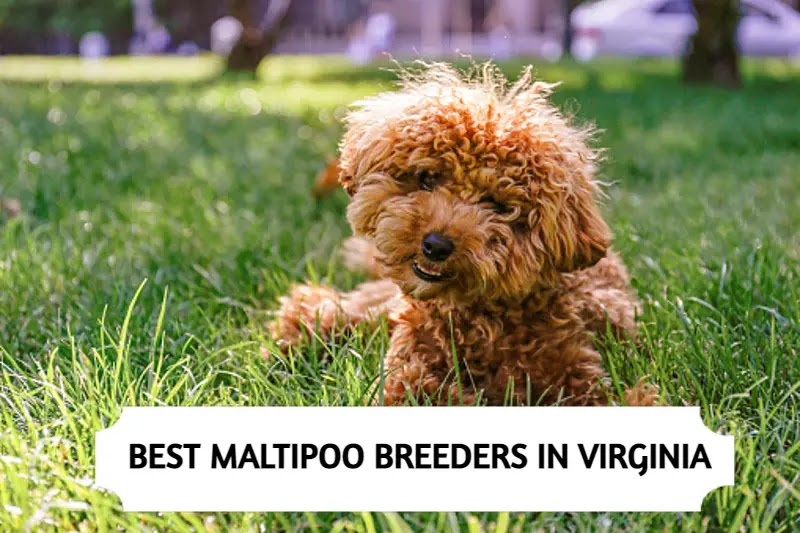 Maltipoo Breeders in Virginia