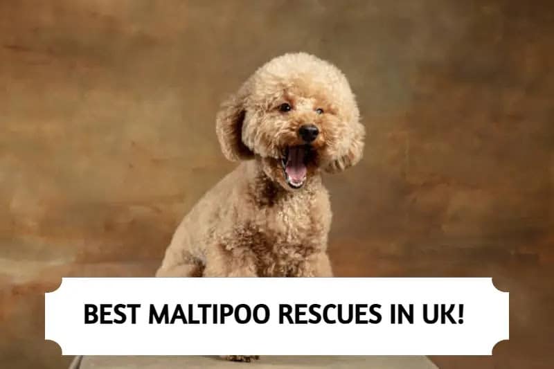 Maltipoo Rescues in UK