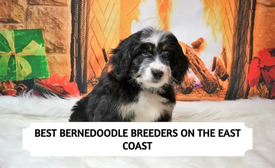 Bernedoodle Breeders East Coast