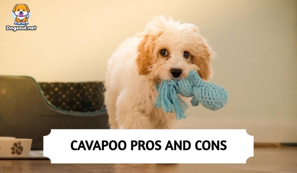 Pros & Cons of Owning A Cavapoo