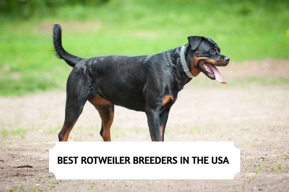 Rottweiler Breeders in USA