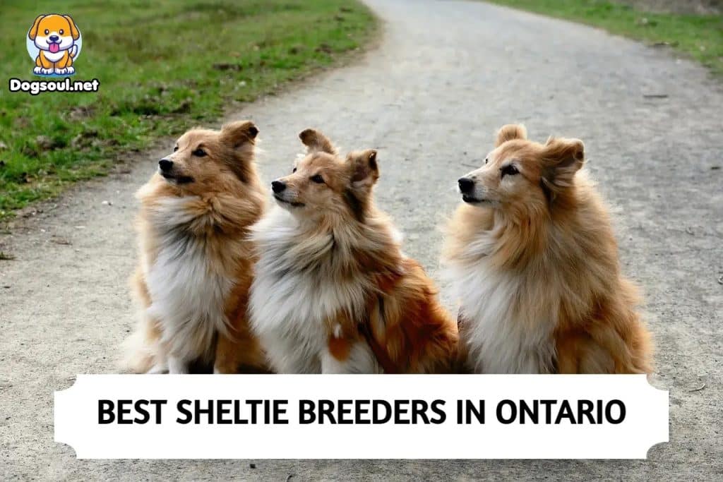 Sheltie Breeders in Ontario