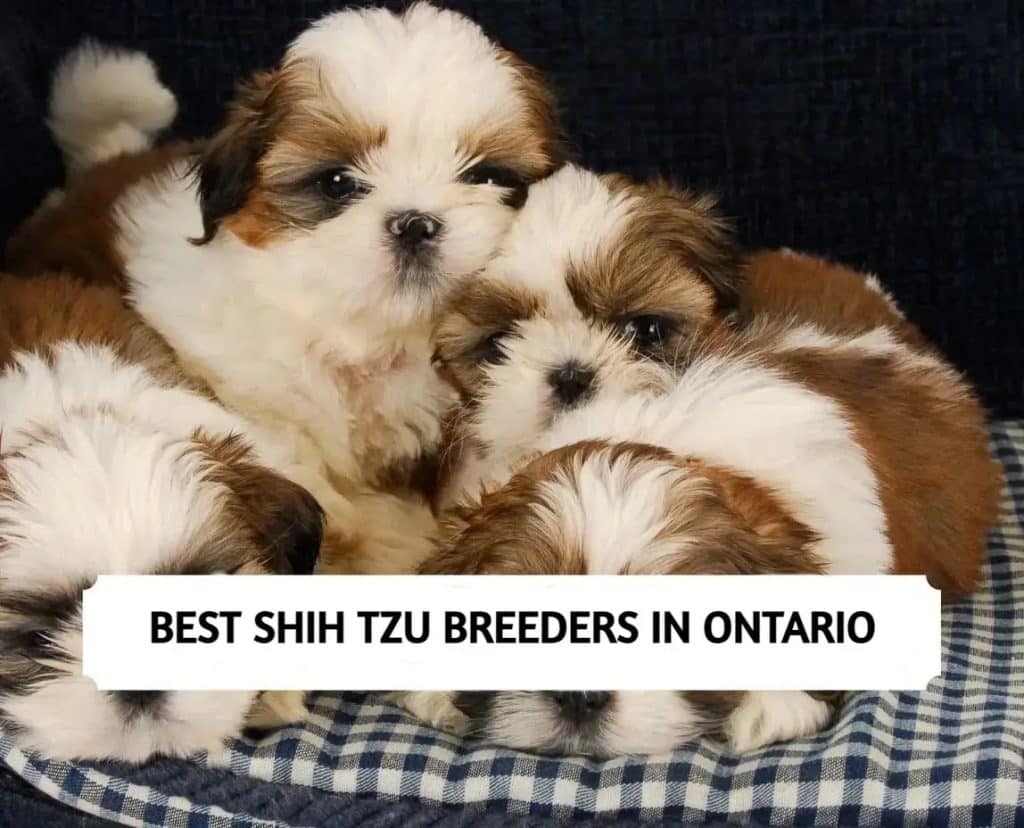 Shih Tzu Breeders in Ontario