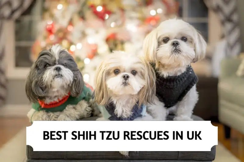 Shih Tzu Rescues in UK