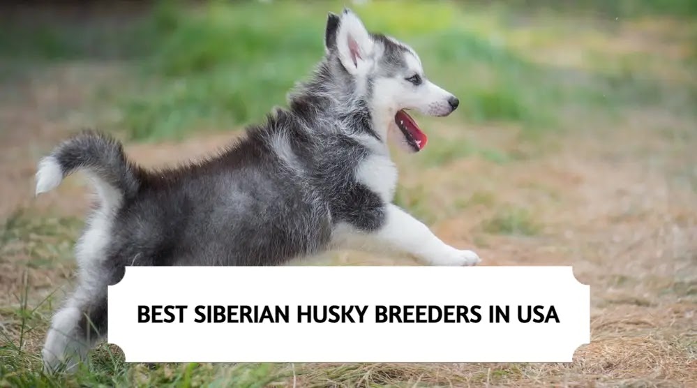 Siberian Husky Breeders in USA