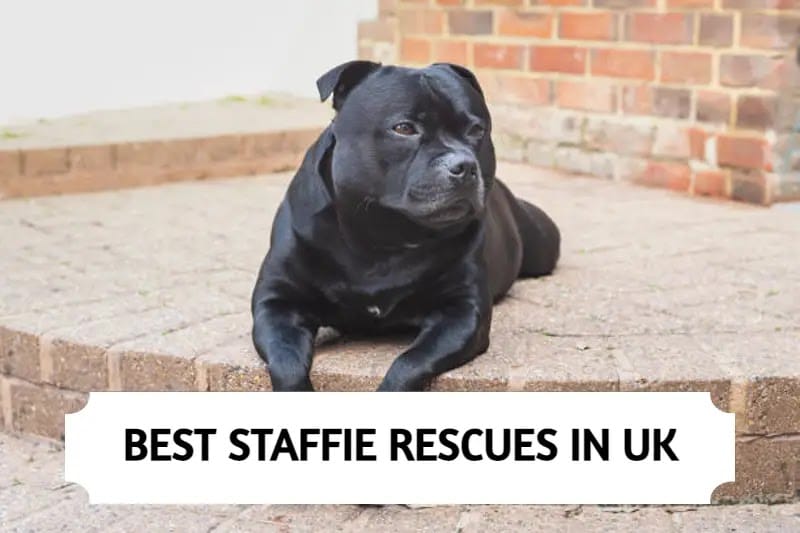 Staffie Rescues In UK